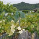 유희농장 이미지