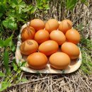 백운농장(1) 이미지