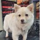 온양1동 번영로 이미지