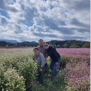 철원 고석정 꽃밭(20251019) 이미지