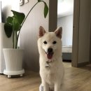 멍멍한끼 이미지