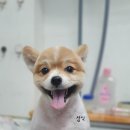 짱구네 동물병원 이미지