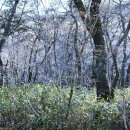 매화다리길 이미지