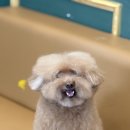 피카소 동물병원 미용 이미지