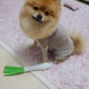 갖고파인형