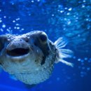 복어잡는사람들 이미지