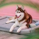 로아코리아 이미지