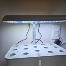 에코 플랜테리어 수경재배 | 집에서 키우는 바질 수경재배 후기, 스마트 수경재배기로 초보도 성공(?)