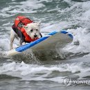 Dog&dog 이미지
