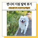 강아지 와요와요 | 와요 펫시터 강아지 산책 알바 면접 불합격 후기