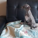 양지켄넬 이미지