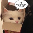 리틀리프
