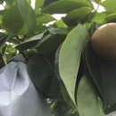 강대농장 이미지