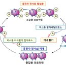 히스톤(HisTone) 네이버블로그
