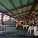 영소 농장 이미지