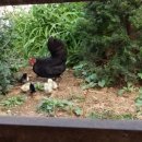 부화목장 이미지