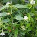 영심농장 이미지