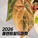 페페로미아 | 2026 플랜트월드마켓 4회 식물마켓 방문후기