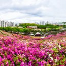 군포 철쭉동산 이미지