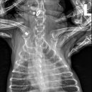 24시 양주 힐 동물의료센터 이미지