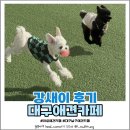 대구애견 | 대구 애견카페 추천 | 실내 야외 '강새이' 진짜 후기 & 주차장 안내