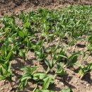 황기농장 이미지