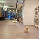 디어마이퍼피 이미지