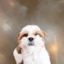 전주애견유치원 몽카롱 이미지