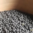 2019 콩 재배일기 이미지