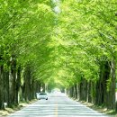 죽림3로가로수 Daum카페