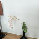 도안한의원 이미지