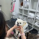 당진애견미용학원