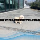 이든펫샵 이미지