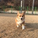 위드유애견 이미지