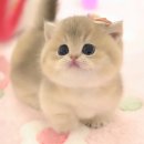 울산고양이분양 모나미네코 울산본점 이미지