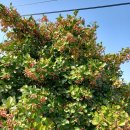 꽃, 이어라 이미지