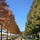 순천-10호 이미지