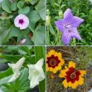 효석문학100리길 제1구간 이미지