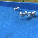 딩가댕댕 이미지