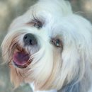 아이튼튼 동물병원 이미지