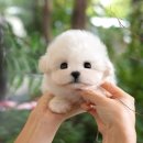 부산강아지분양 미유펫 이미지