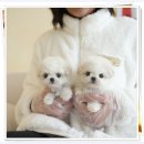 행복한 | 구미강아지분양 행복한 분양후기