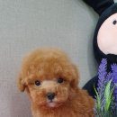 쥬티펫 신탄진점 이미지