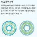 인셀덤시크릿