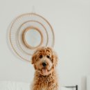 쿨쿨펫 | 여름 필수템! 우리 강아지를 위한 쿨매트 추천 BEST 3 &amp; 선택 가이드