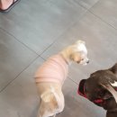 스터디독스쿨 이미지