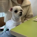 컵즈 네이버블로그