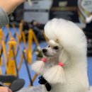 도그아트 이미지