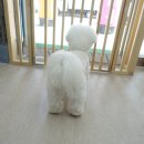 애견미용 나나엄마 이미지