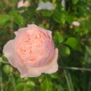 더가드너 이미지